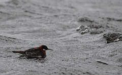 David Plant Photography - Wildlife Photographer - Red-necked phalarope female - A